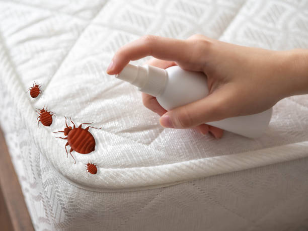 Best Pest Control for Homes  in Brownwood, TX