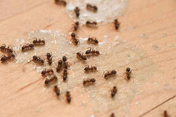 Best Best Pest Control Companies  in Brownwood, TX